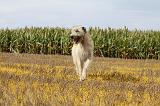 IRISH WOLFHOUND 105